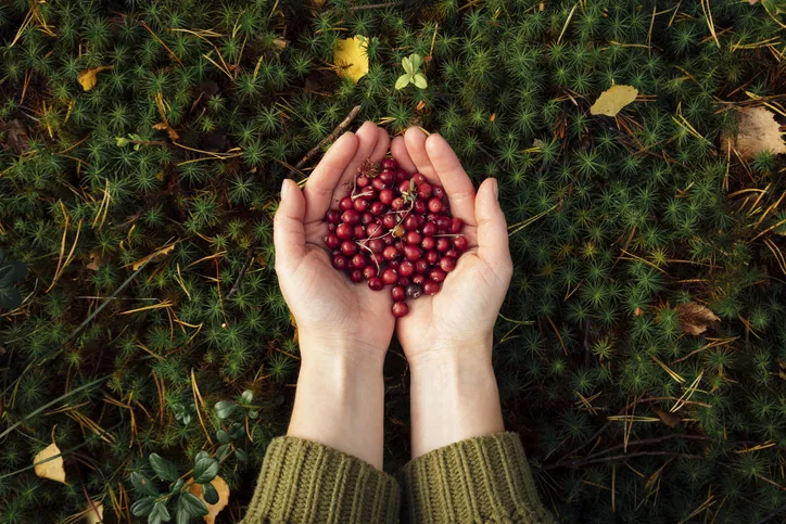 Cranberry-All You Need To Know 4 Cranberry 2