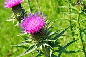 Milk Thistle Extract 2