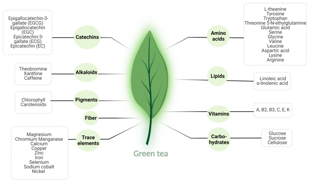 Green Tea Extract(EGCG)-All You Need To Know 5 Green Tea Extract 1
