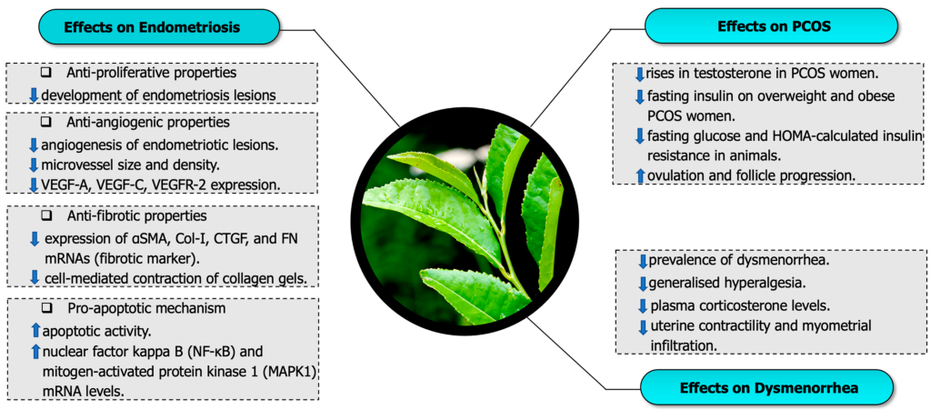 Green Tea Extract(EGCG)-All You Need To Know 6 Health Benefit of Green Tea Extract