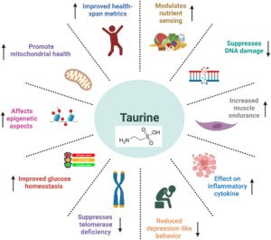 Taurine 1
