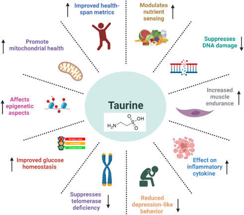 Taurine powder-All You Need To Know 5 Taurine 1