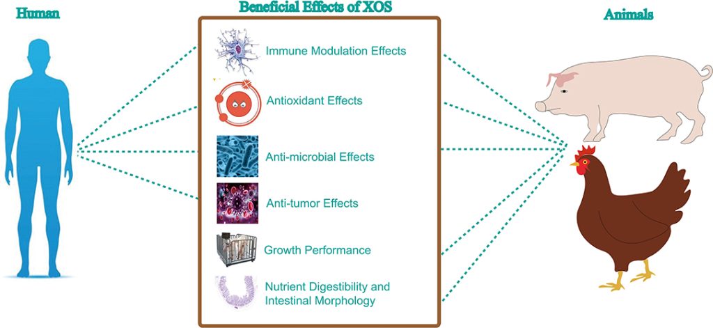 XOS 1 1