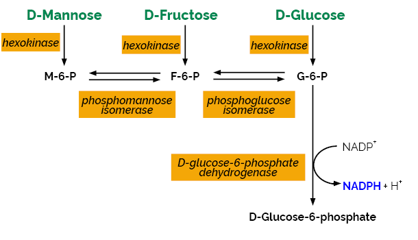 Mannose: A versatile tool from microorganisms to cosmetics 4 D mannose 7