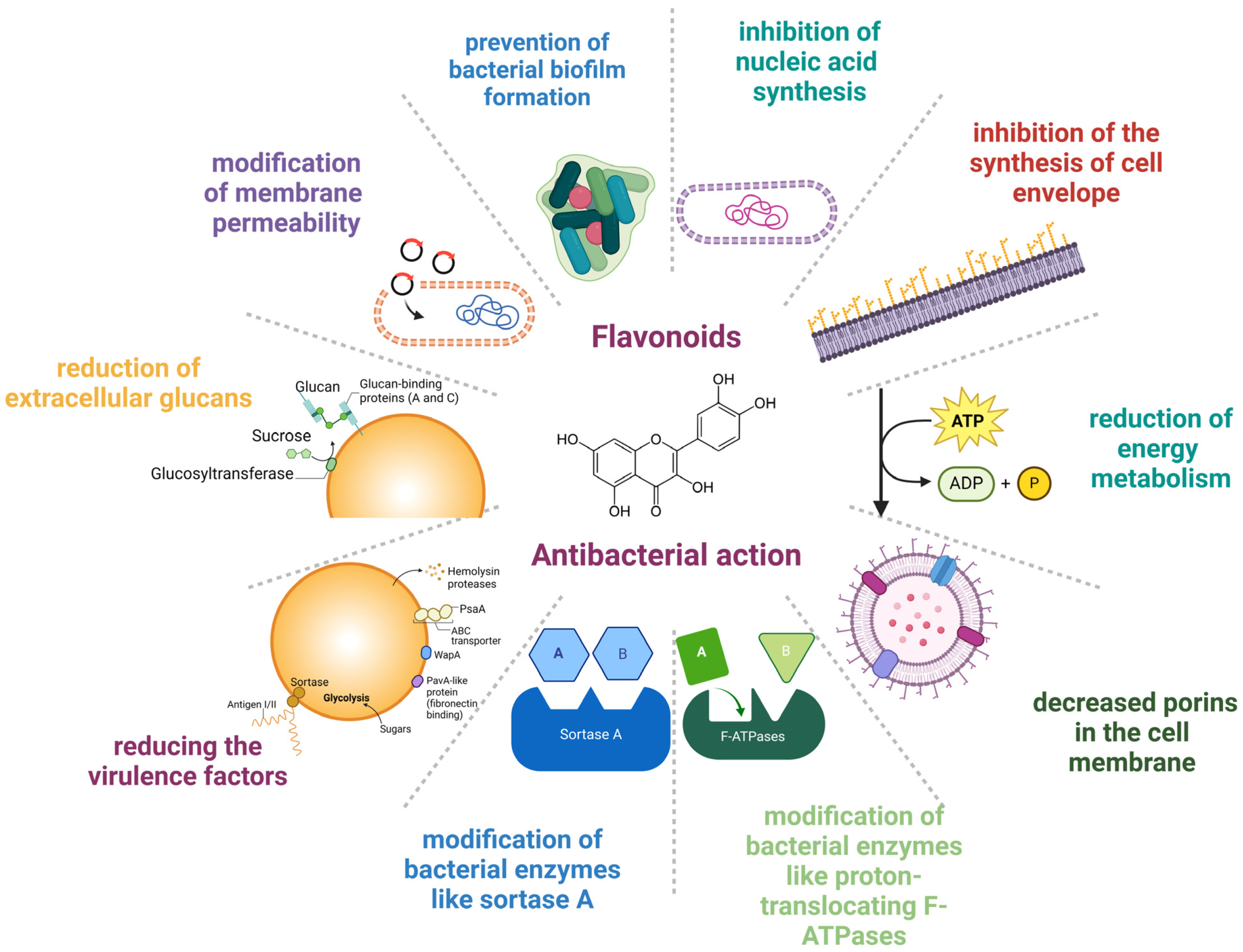 Mannose: A versatile tool from microorganisms to cosmetics 5 D mannose 9 scaled